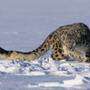 DYNAFIT snowleopard 1