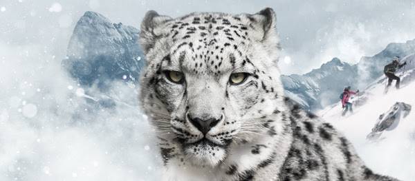 Snow Leopard Day 2018